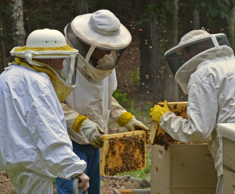 gallery/frances phelps 94.5 beekeeper